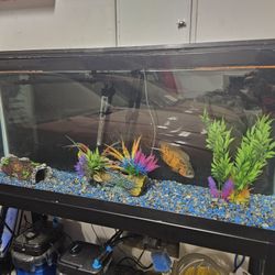 55 Gallon Fish Tank