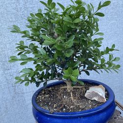 Bozo Plant $35 Each Firm