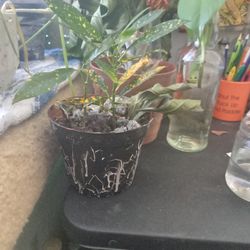 Plants 5-15$