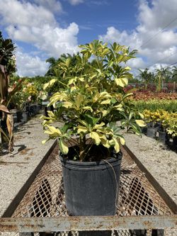 Arboricola Trinette 3gal