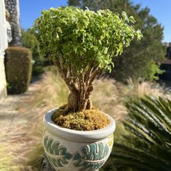 Ming Aralia Bonsai for Sale in Los Angeles, CA - OfferUp