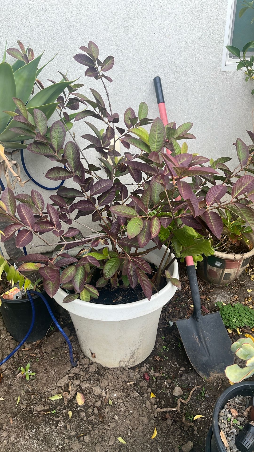 Indian big guava tree for sale