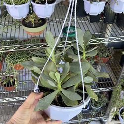 Plantas en macetas colgantes