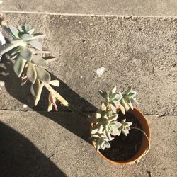 Succulent Plant 🌱