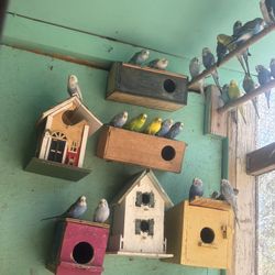 Muy Bonitos (contact info removed)