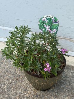 Daphne x susannae 'Lawrence Crocker', a dwarf shrub