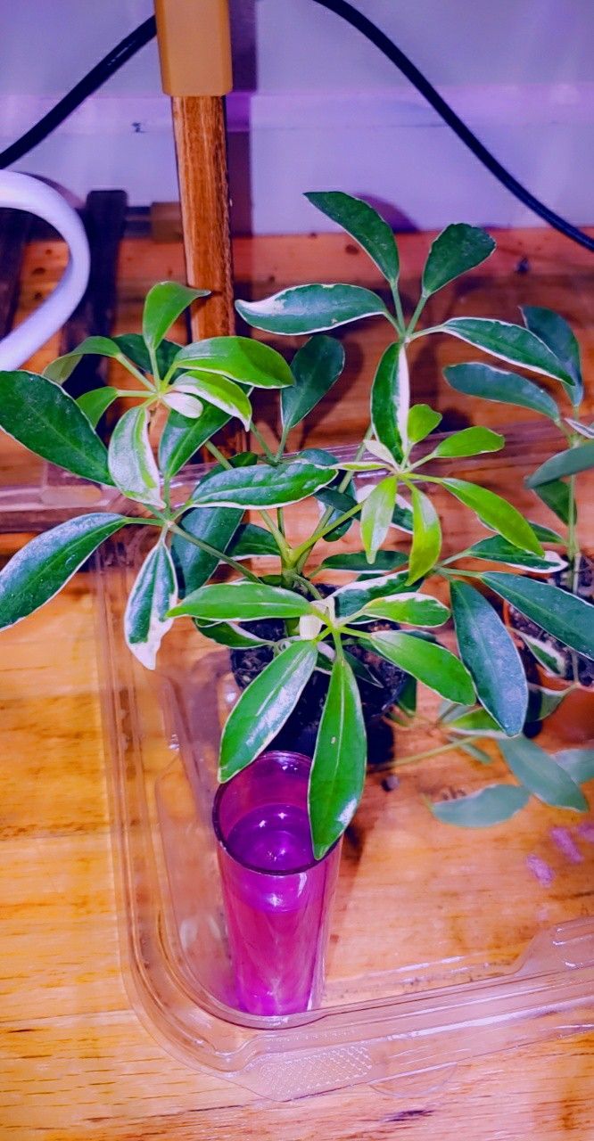 Variegated Umbrella Tree Plant