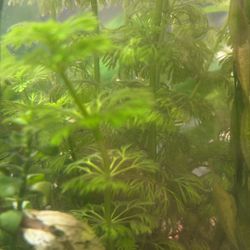 Aqaurium Plant