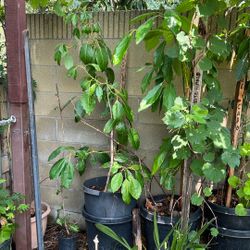 Del Fuerte Avocado. Grafted $25.00 In 15 Gal Pot