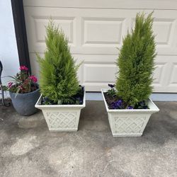 Poted Lemon Cypress 