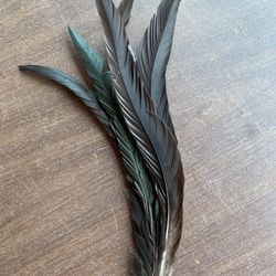Large Feather For Crafts Etc