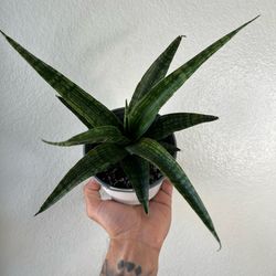 Starfish Jewel Crown Hybrid Snake Plant