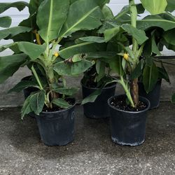Dwarf Cavandish Banana