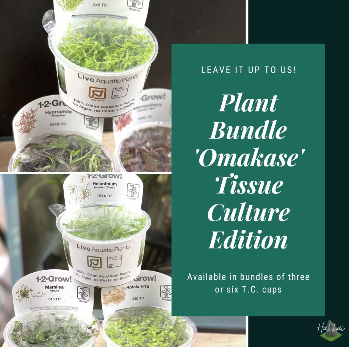 🌿 Surprise Aquarium Plant Bundle – “Omakase” Tissue Culture Edition! Aquascape Aquatic Plants For Planted Fish Tanks Aquascaping