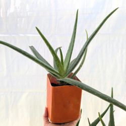 Cute Aloe vera plants in nursery pots about 4" nursery pots $5 each