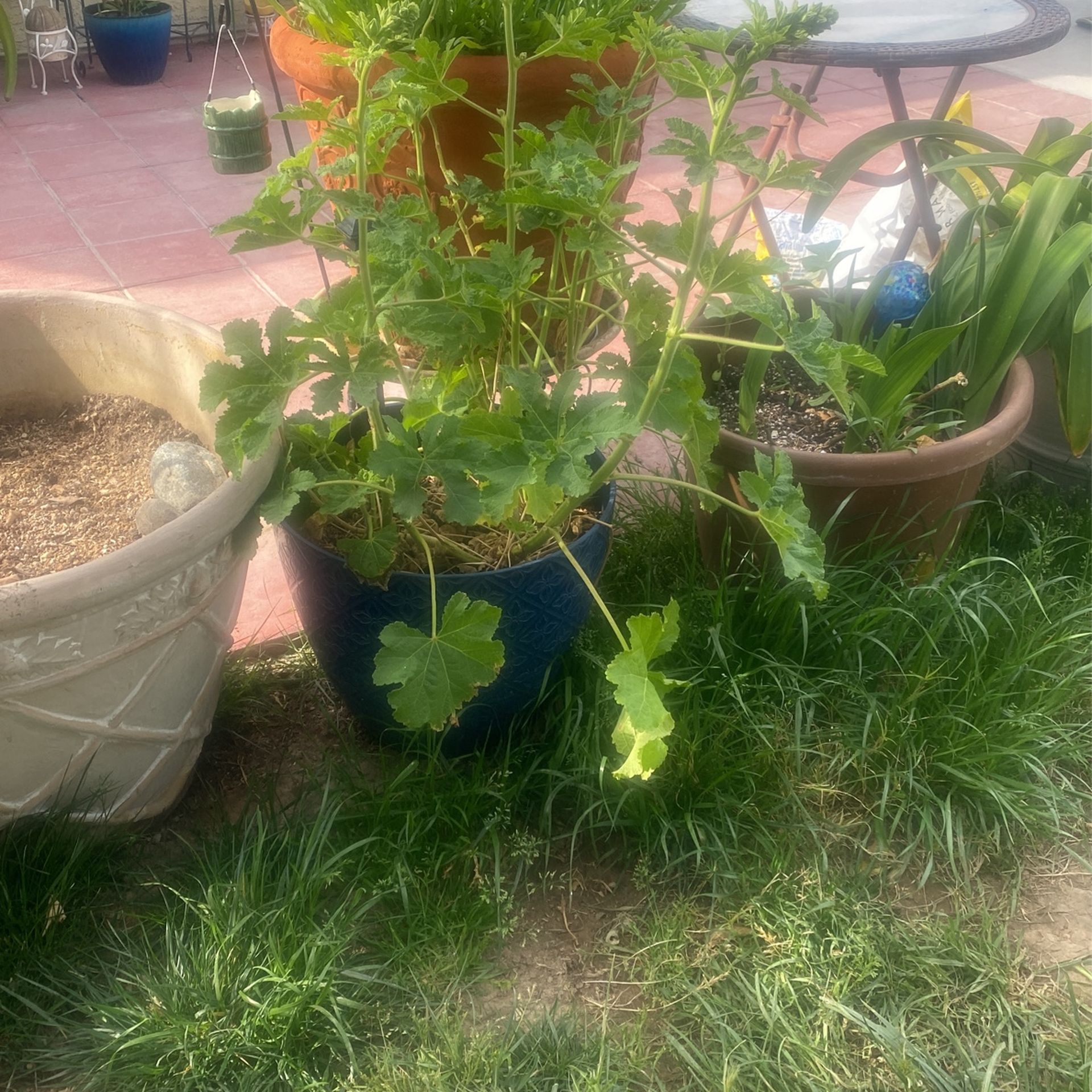 Hollyhocks Plants Diferent Colors And Extra Big Pot 