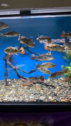 Fish tank