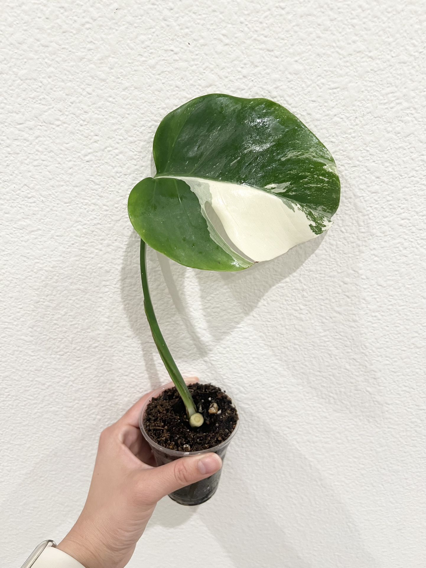 Albo Monstera