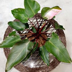 Pink Princess Philendendron 