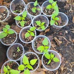 purple bell pepper starter