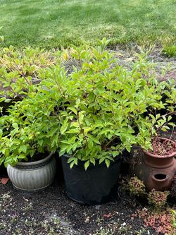 Red twig dogwood shrub