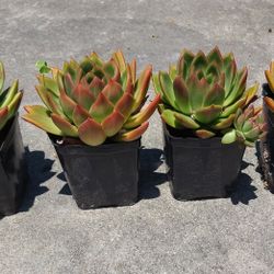 succulent plants