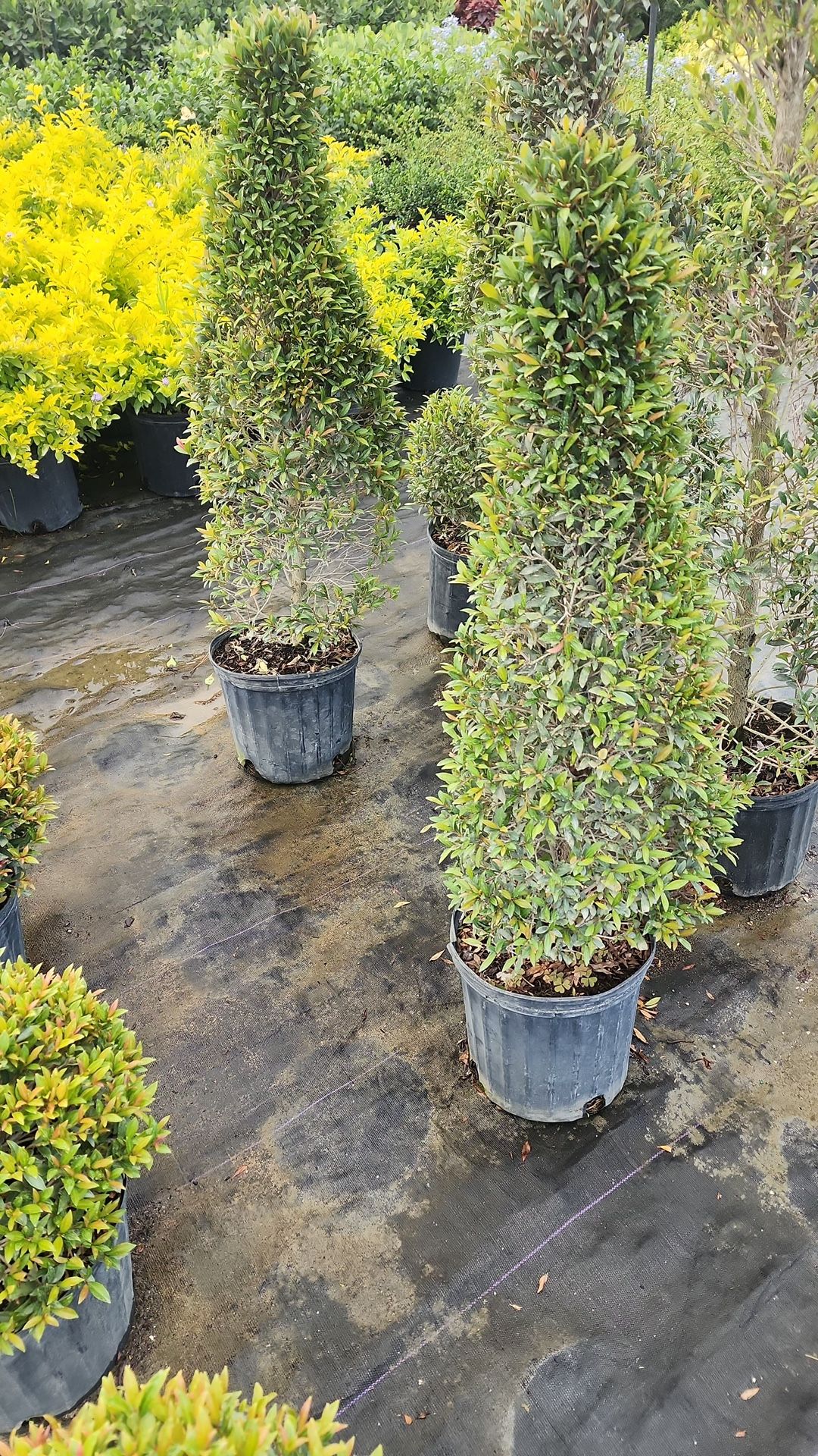 Topiary Cone - 3gl