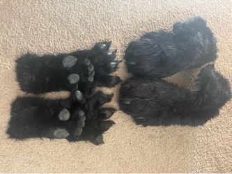 Black and white skunk suit