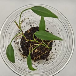 Philodendron Mini Midget