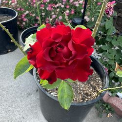 Long Lasting Red Rose Wavy Petals 