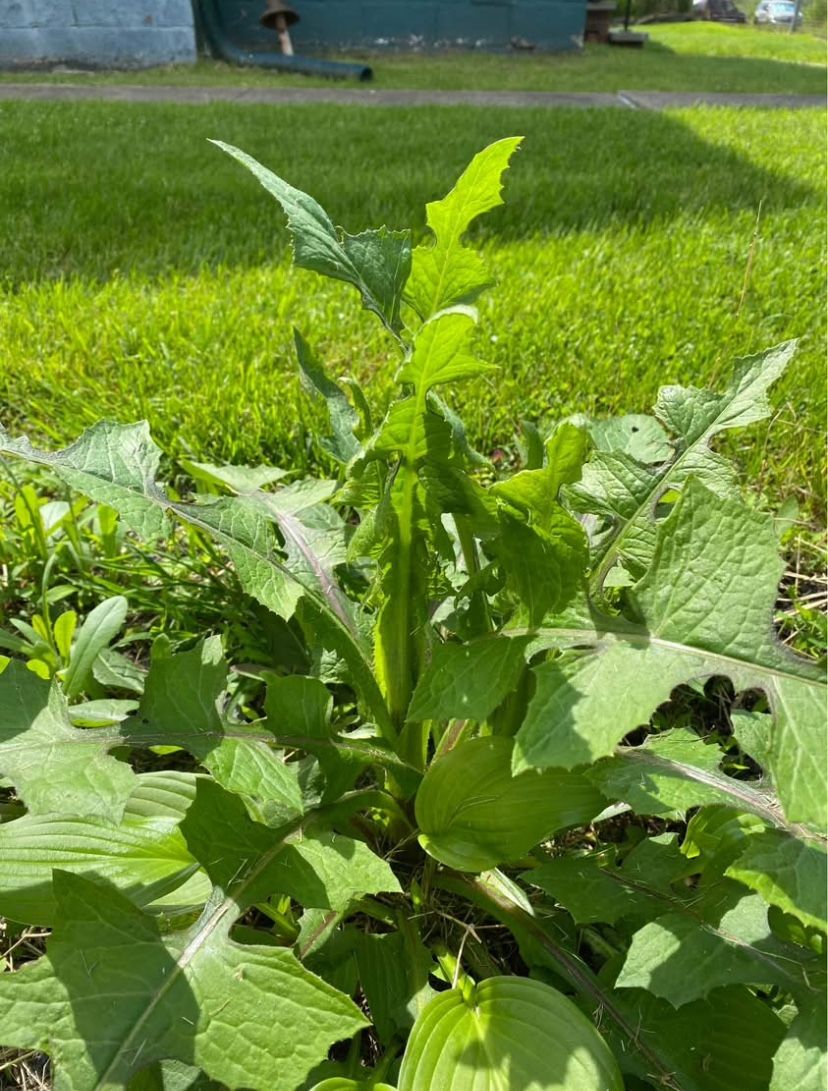 Outdoor Flower - THISTLE