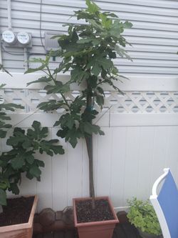 Fig Trees