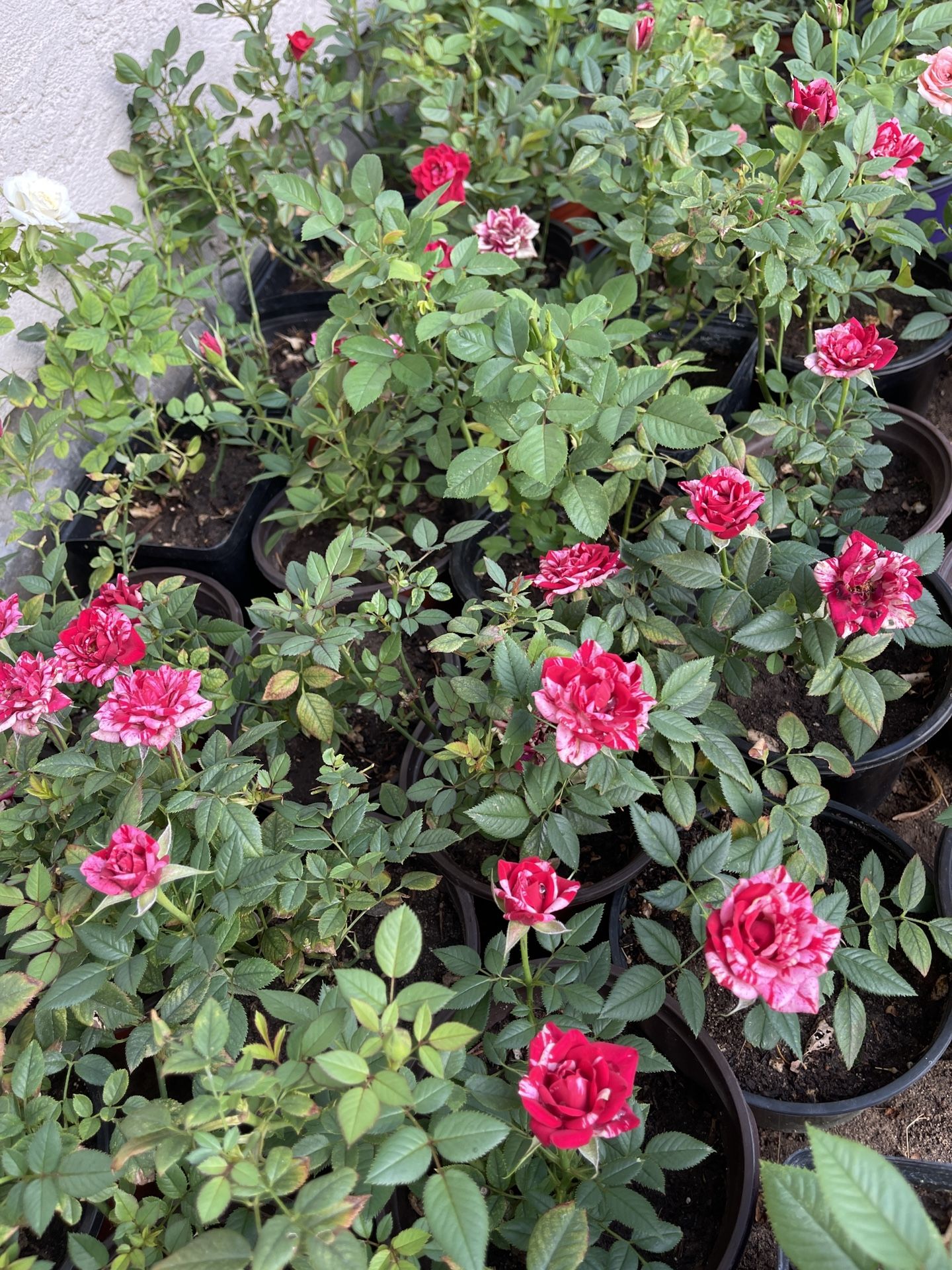 Hardy Miniature Rose Bushes, $20 Each Or 3 For $50