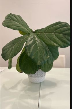 Beautiful Fiddle Leaf 🍃 Plant with Contemporary Vase