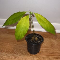 Avocado Tree🥑