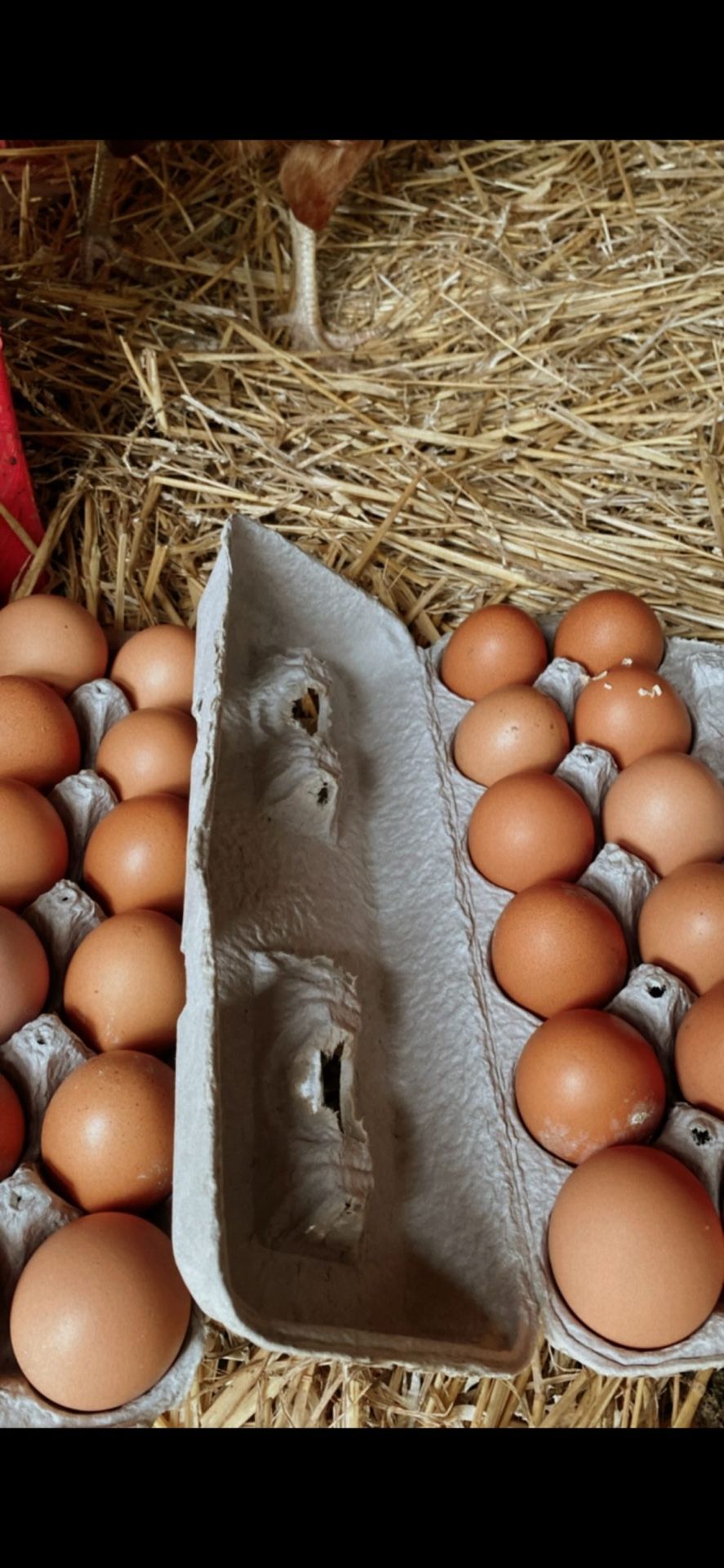 Eggs @ $7 Per Dozen