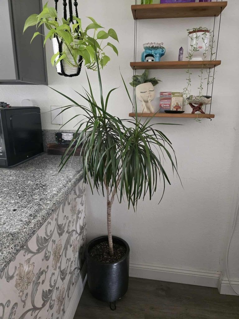 Dracaena/ Plant