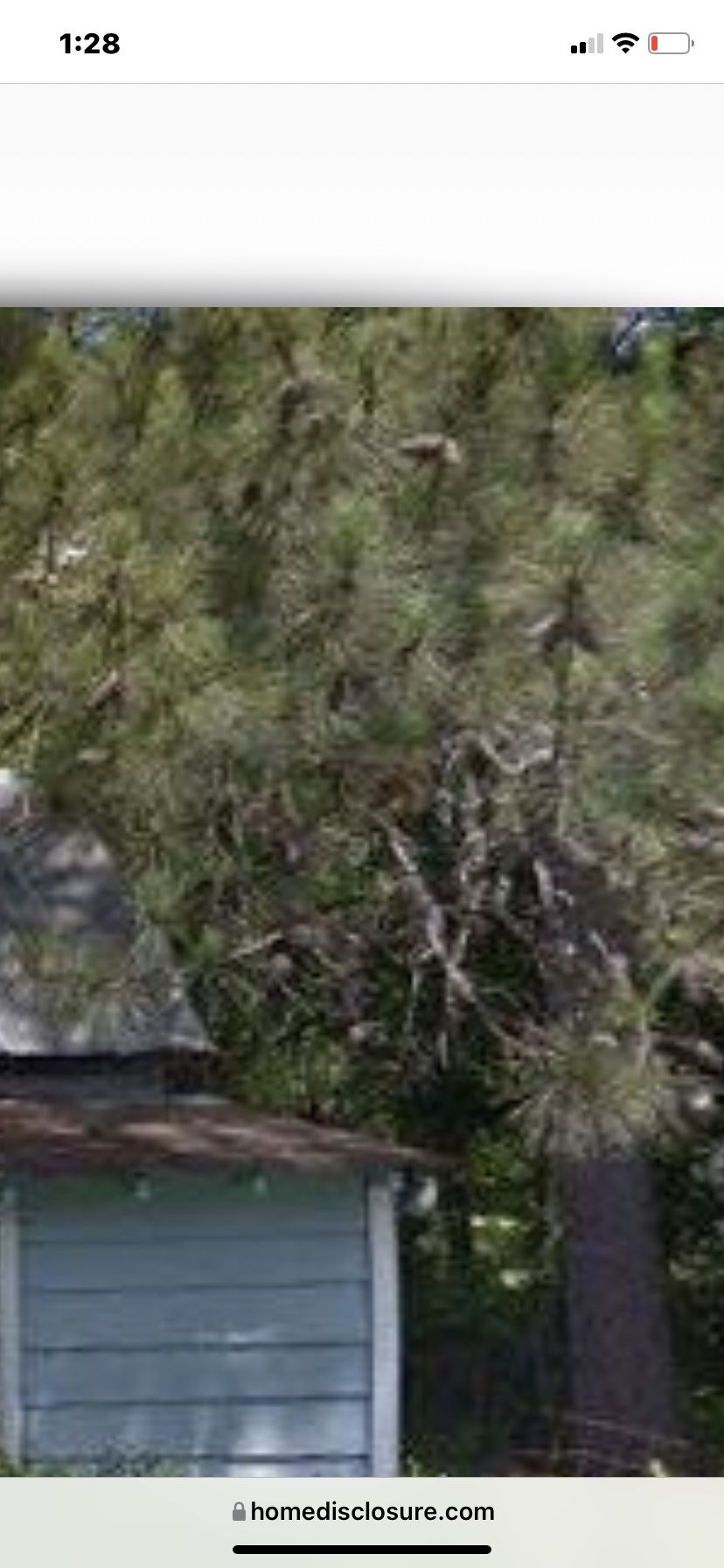 Pine Trees