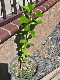 Lemon 🍋 tree 🌳