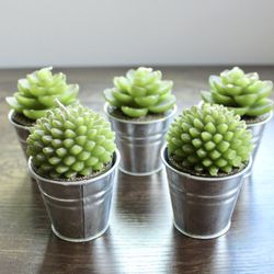 Set of 5 Succulent Votive Candles