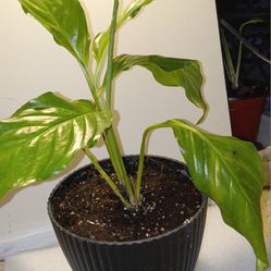 Young Peace Lilly Plant