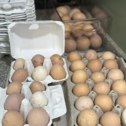 1/2 Dozen Farm Fresh Eggs