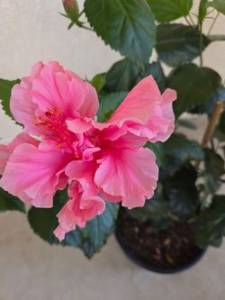 🌿Kona , Double Pink Hibiscus🌺🩷