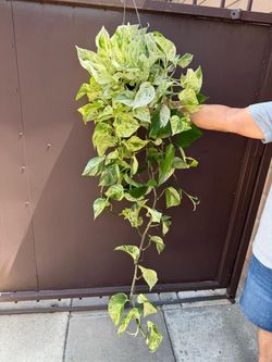 6” snow queen pothos