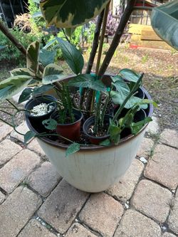 Rubber plants etc.