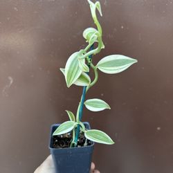 3” Variegated Vainilla Orchid 
