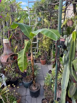 Potted Banana Tree