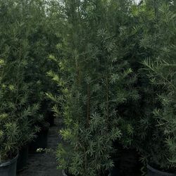 Podocarpus 3gal 7gal 15gal 25gal 