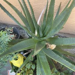 Aloe Vera