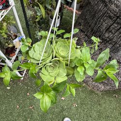 Hanging Plants 🌱 